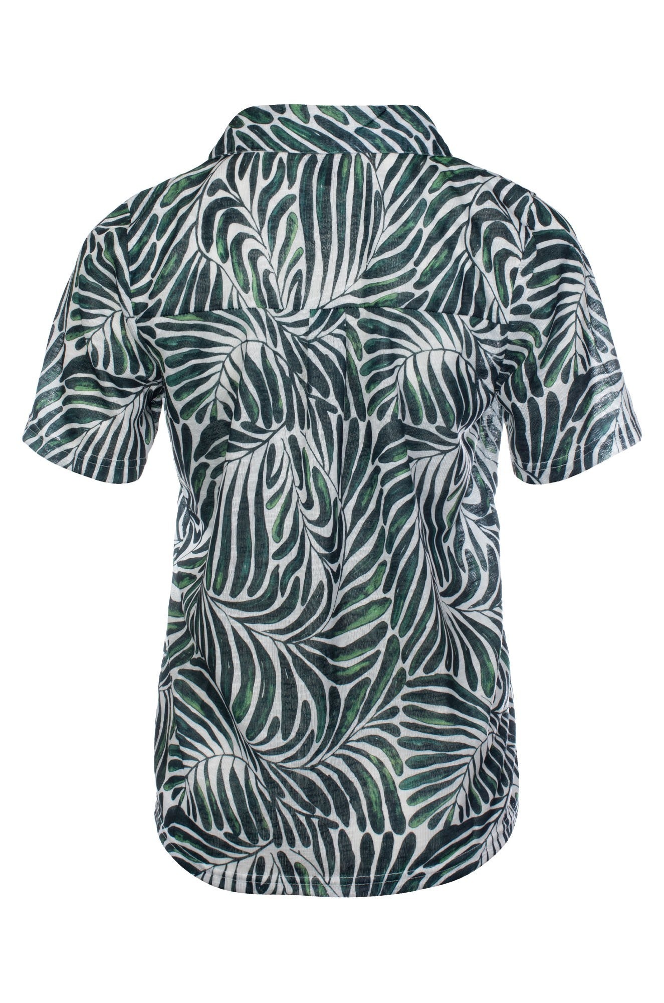 6804C1|OLIVE FERNS